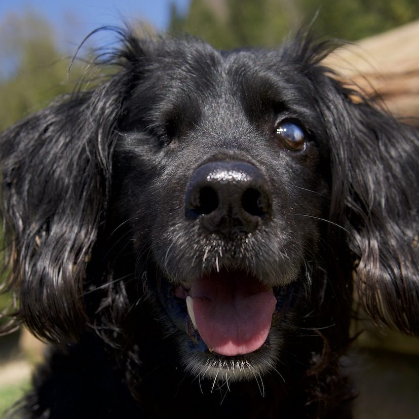 Hund Charlie
