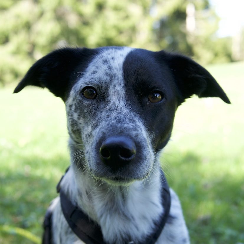 Hund Pünktchen