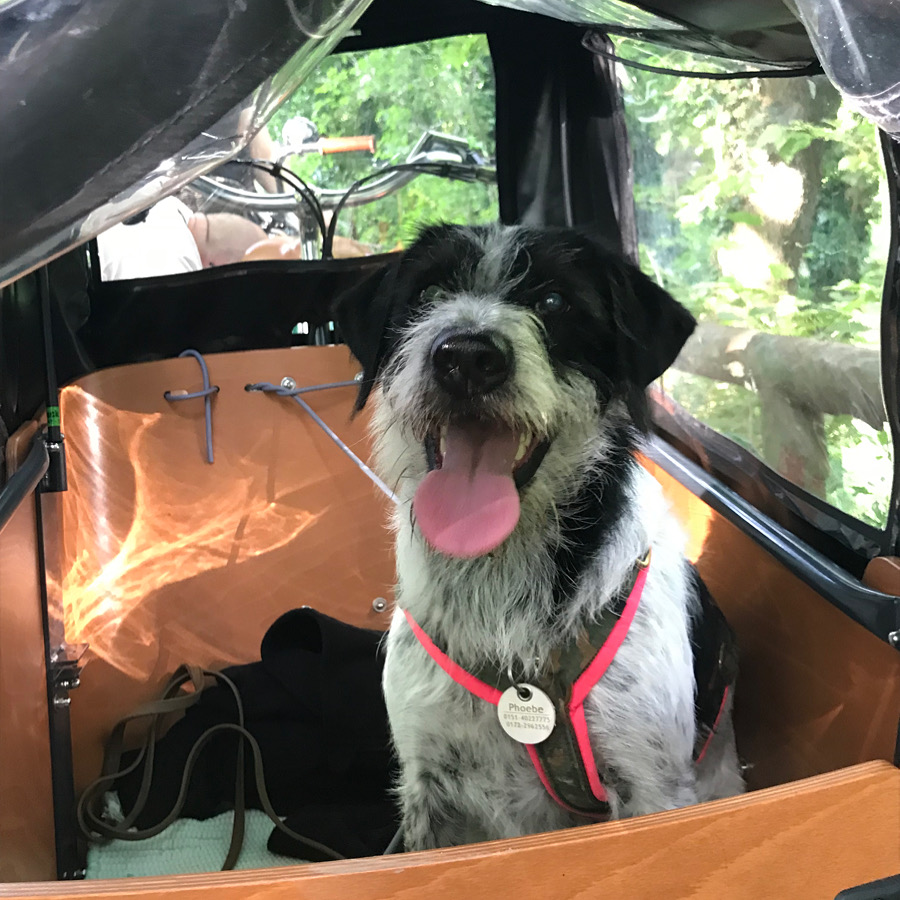 R wie Radfahren mit Hund