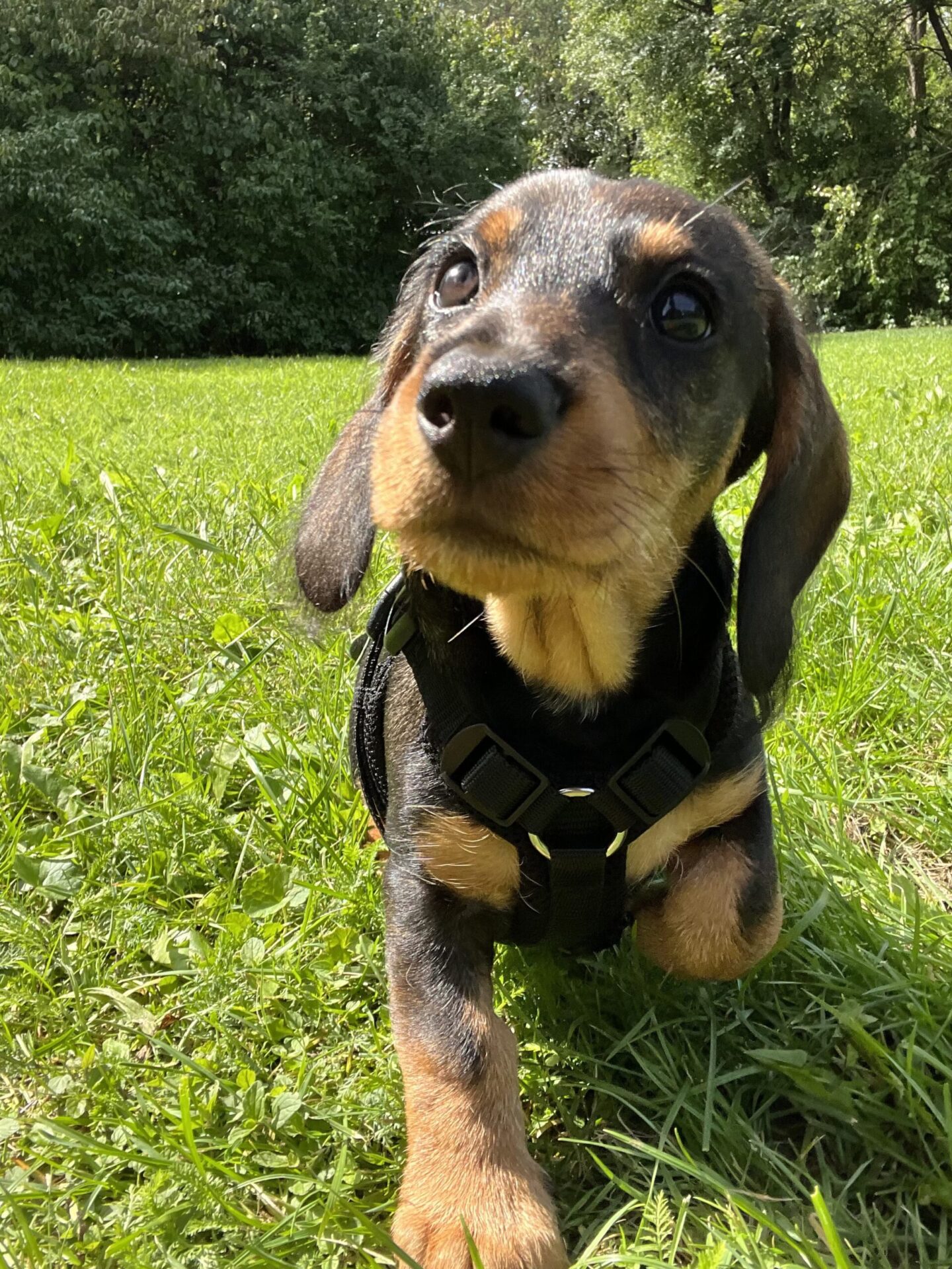 Hund Mimi